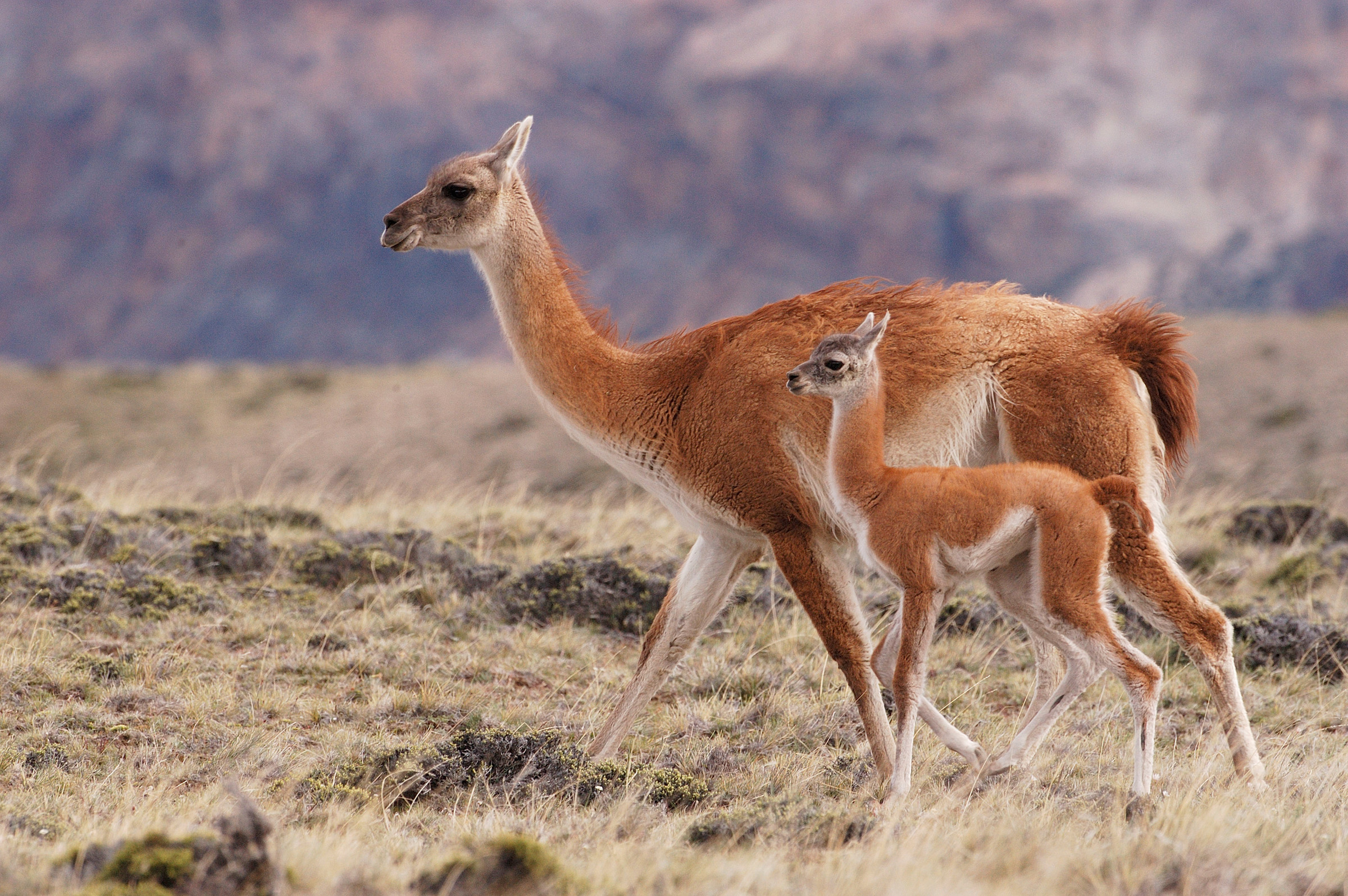 img-Incorporan cuatro especies migratorias argentinas a una lista internacional para su conservación