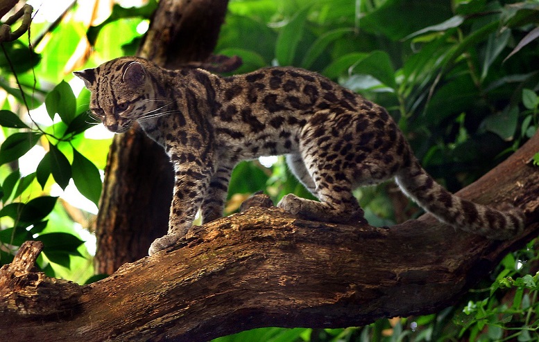 img-“Margay”, una especie de gato silvestre registrada por primera vez en la región