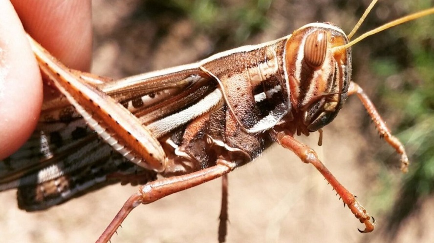 img-El SENASA lanzó una alerta para el norte del país por una plaga de langostas