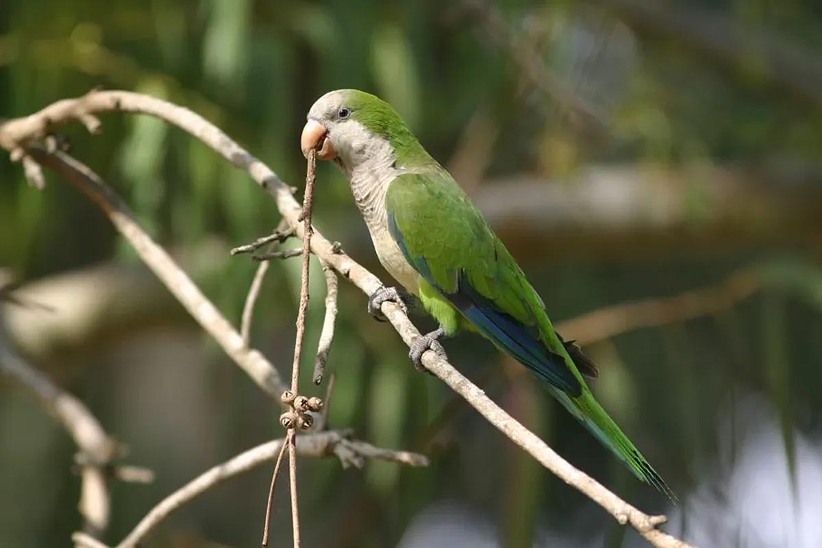 img-Alertan por aumento de neumonías atípicas causadas por aves de compañía