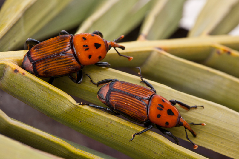 img-Alerta fitosanitaria en el país por el picudo rojo de las palmeras