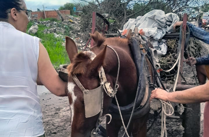 Refuerzan las acciones para erradicar la tracción a sangre