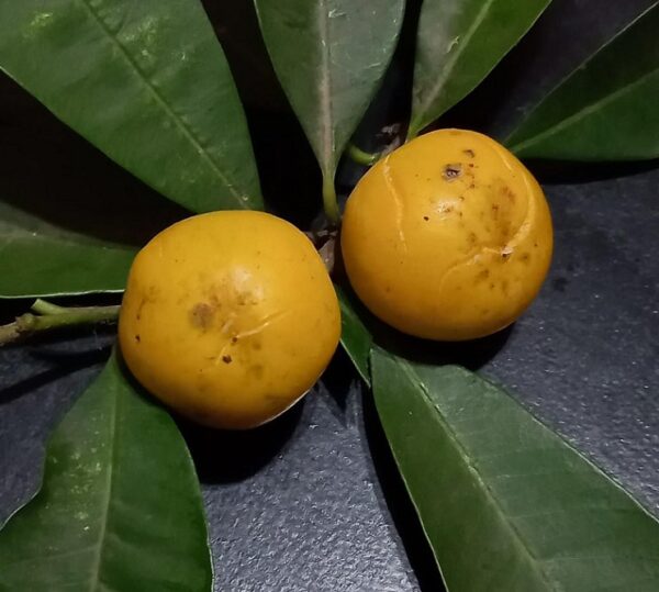 img-Hallan el mecanismo reproductivo de un árbol nativo con potencial gastronómico