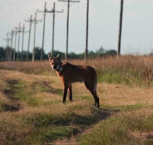 Un estudiante de la UNNE se graduó de biólogo mapeando la dieta del Aguará Guazú