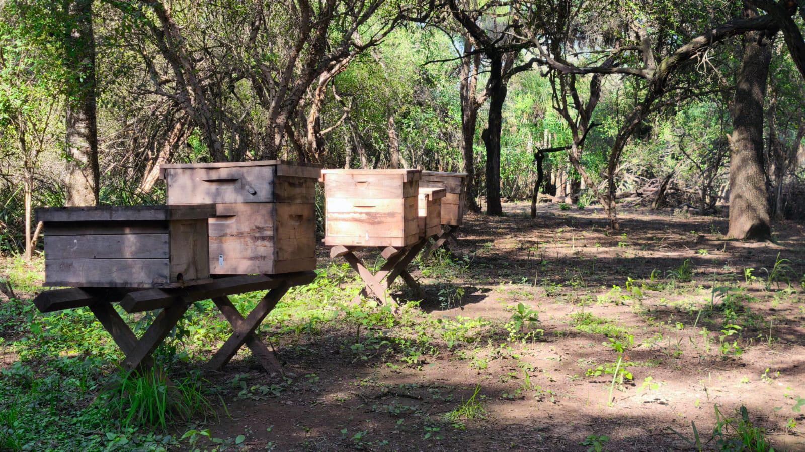 Chaco lidera la producción de miel orgánica a nivel nacional
