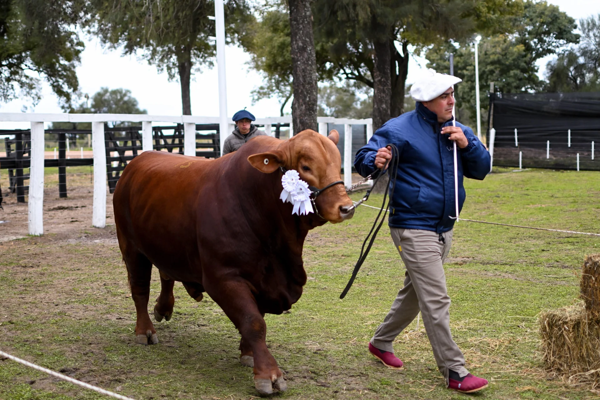 81ª exposición ganadera de Machagai: “Cuando al campo le va bien, le va bien al Chaco y al país”, expresó Zdero