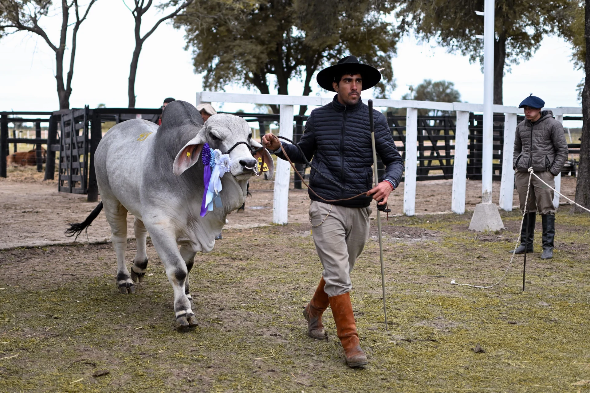 81ª exposición ganadera de Machagai: “Cuando al campo le va bien, le va bien al Chaco y al país”, expresó Zdero